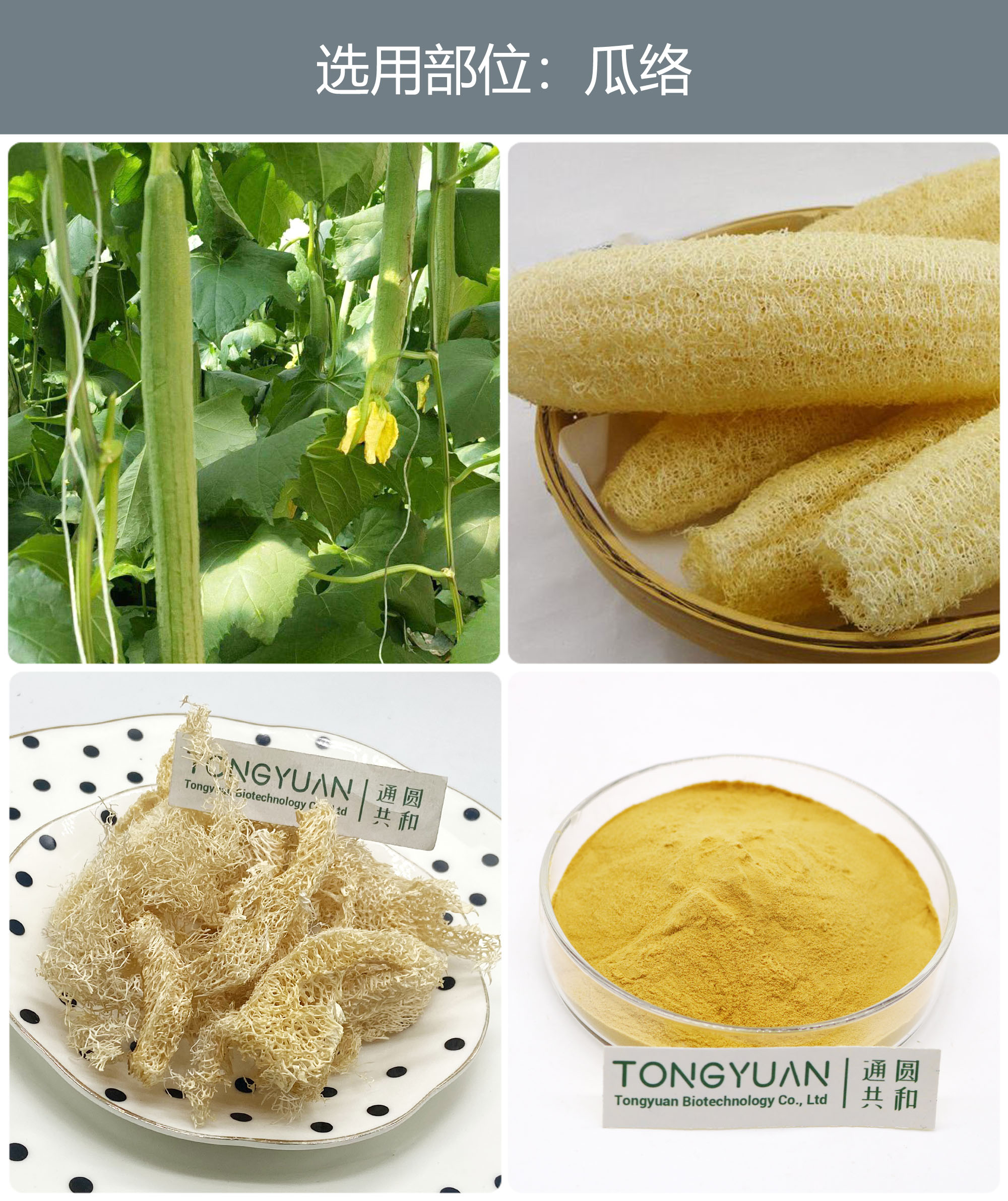 絲瓜絡(luò)12 絲瓜絡(luò)12