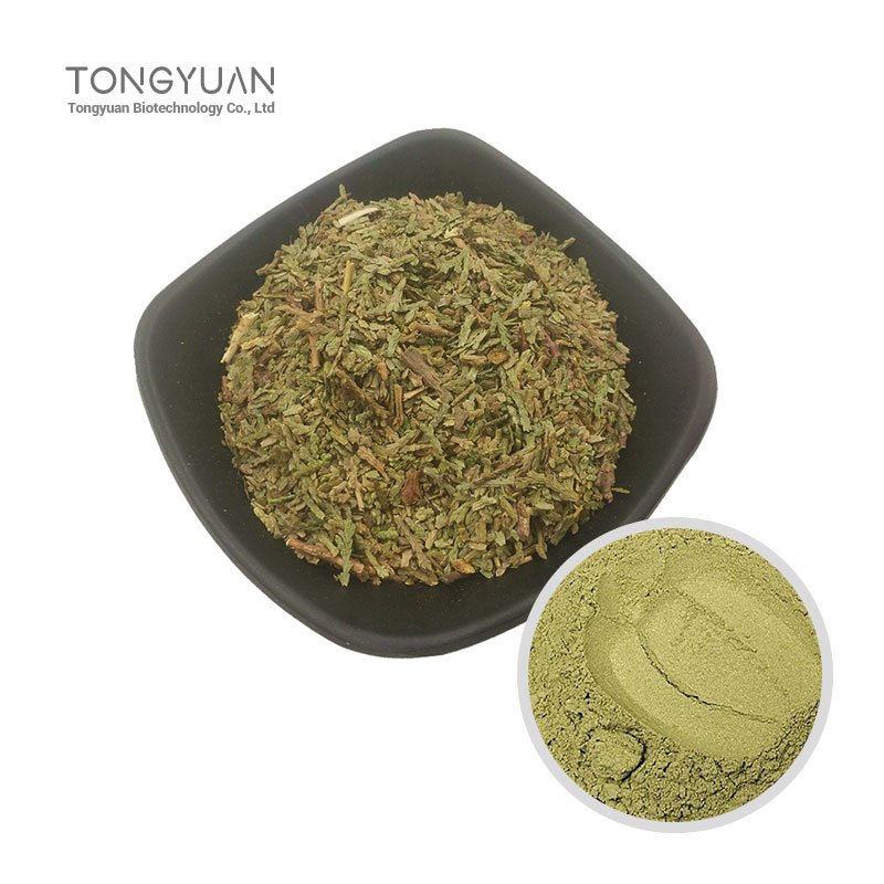 側(cè)柏葉提取物